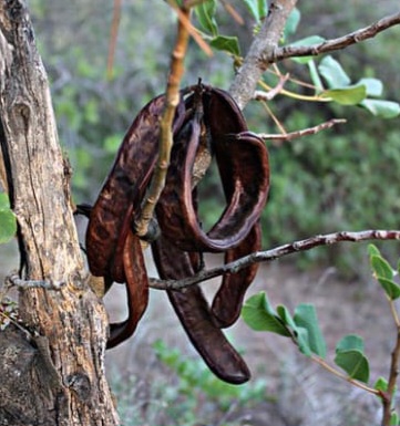 Keçi Boynuzu Özü (Soğuk Sıkım) 850 Gr