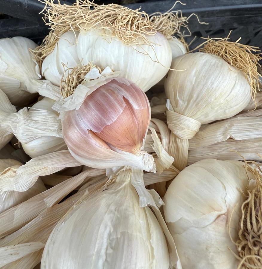 Taşköprü Orta Boy Sarımsak (Yeni Sezon) 1 Kg